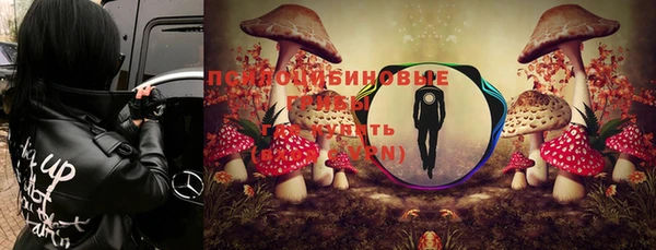 крисы Алзамай